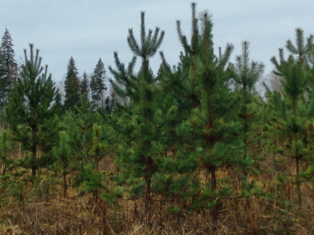 Когда деревьям нужен «свет»: в Рузском округе помогают хвойным саженцам «пробиться к солнцу»