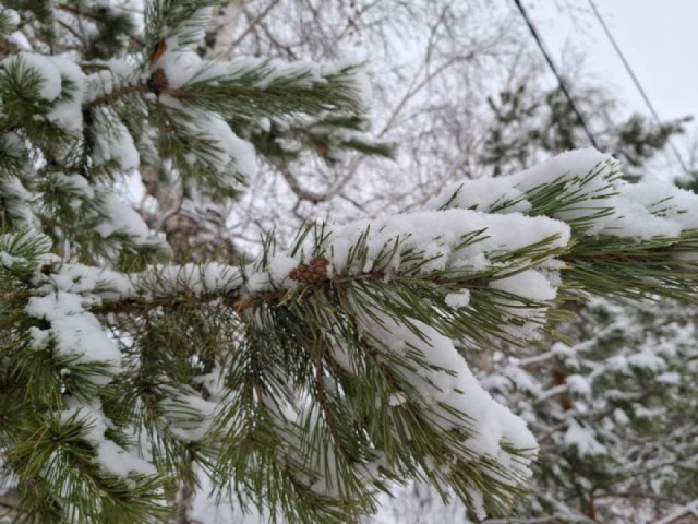 Погода в Истре перед Новым годом: снег не отпустит, температура продолжит снижаться