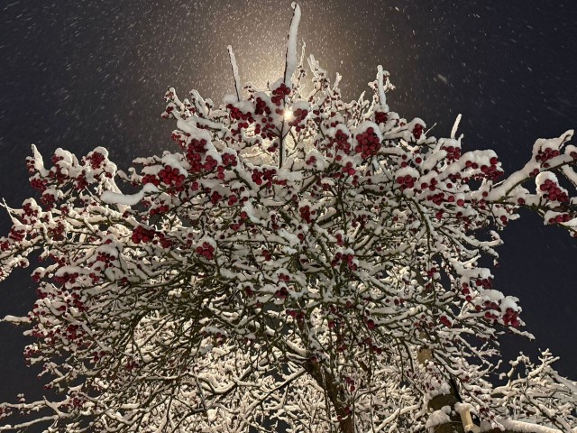 Забытый обряд с топором в полночь: зачем 1 января предки ходили в зимний сад?