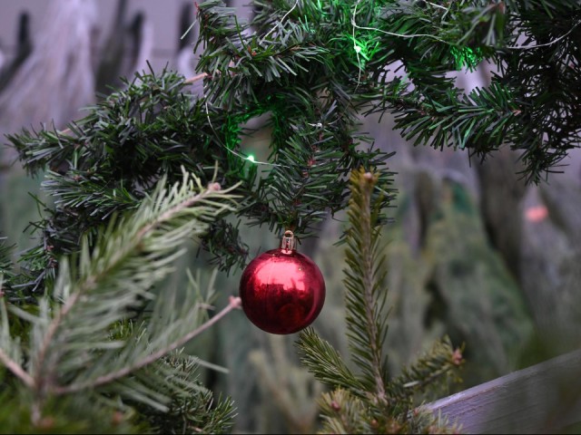 Новый год уже близко: где открылся первый елочный базар в Ленинском округе