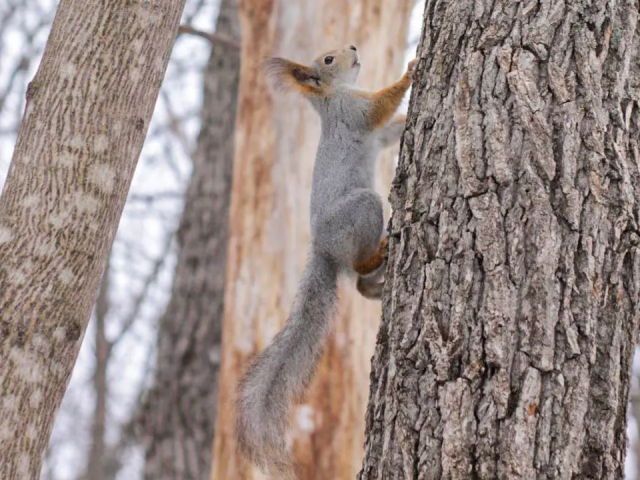 Посетители парка «Елочки» теперь могут кормить белочек из специальных автоматов