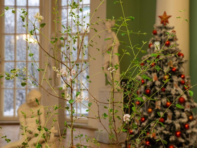 Пришла весна: как в музее-заповеднике «Горки Ленинские» добились цветения сирени зимой