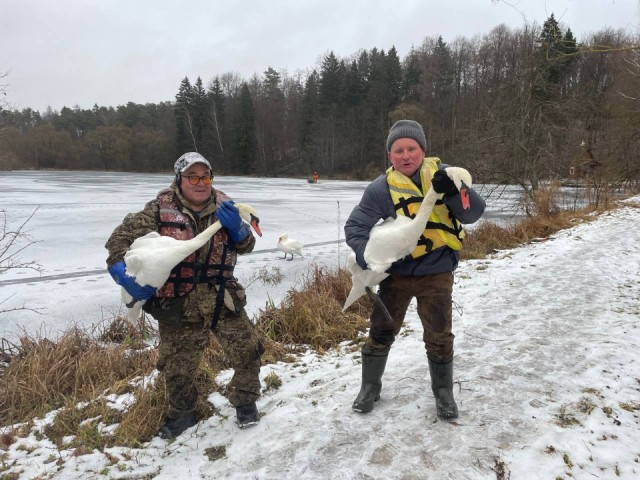 Спасение пернатых: лебедей из усадьбы Келлеров отправили на зимовку