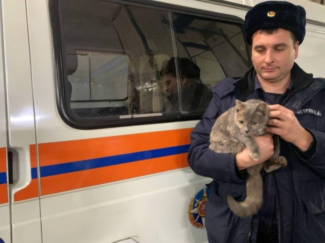 Кошачий квест в Павловском Посаде: история о том, как хвостатая проказница устроила переполох