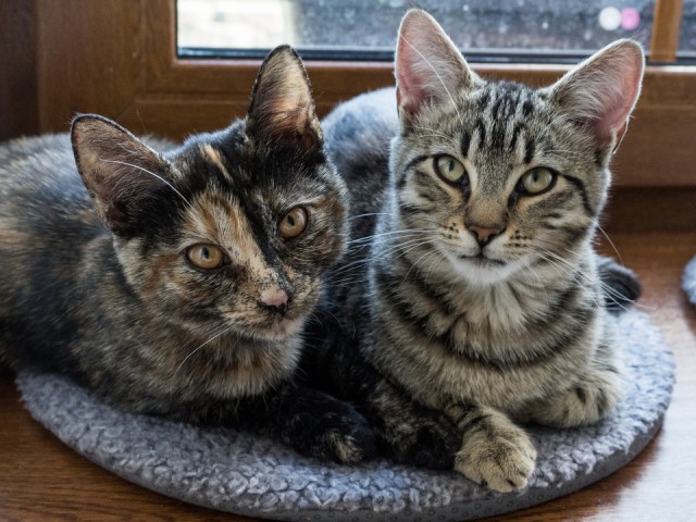 В добрые руки: в Лыткарине ищут дом для кошек, спасенных от голода и холода