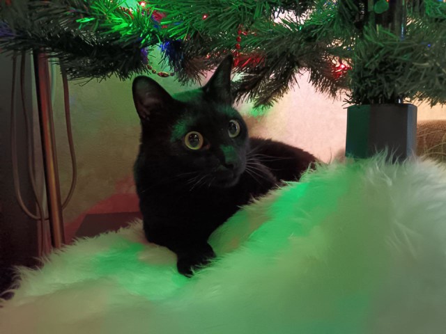 Безопасный Новый год: как сохранить спокойствие домашних животных