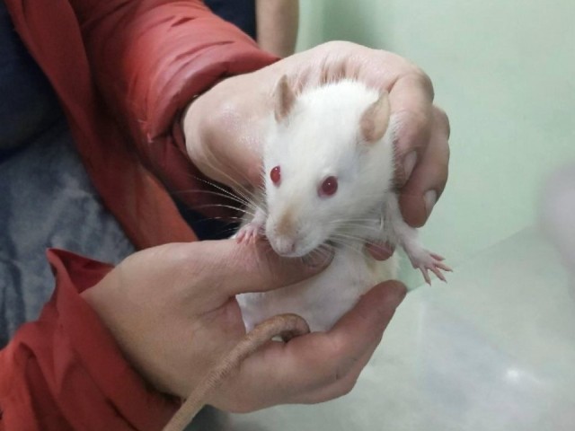 Мики делится мудростью: семь золотых правил для долгой и счастливой жизни вашего грызуна