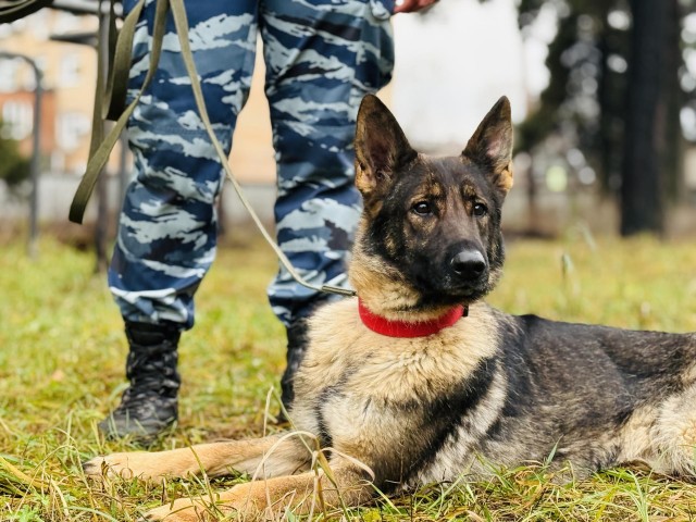 За сколько секунд немецкая овчарка обезвреживает преступников и находит потерявшихся в лесу?