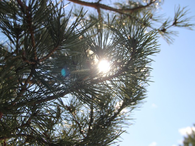 Мороз и солнце: погода в Егорьевске проиллюстрировала пушкинские строки