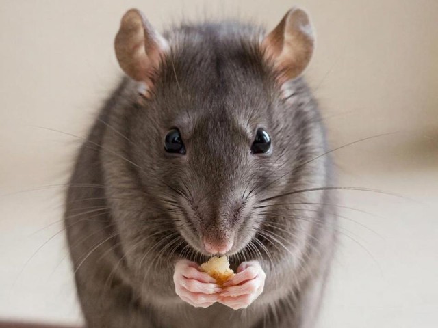 Больше крыс не будет: администрация решит проблему в Левобережном