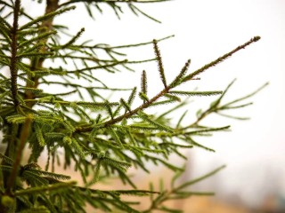 Очень печальный финал: почему в лес за елкой зимой лучше не ходить