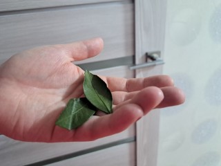 Зачем лавровый лист менять каждые несколько дней — даже если выглядит еще неплохо