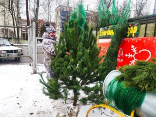 Жители Пущина могут выбрать новогоднюю елку на официальном базаре