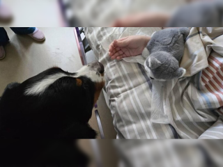 Лохматый Дед Мороз: как пес из Долгопрудного подарил детям новогоднее чудо