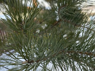 Зима в режиме энергосбережения: какая погода будет в январе 2026 года