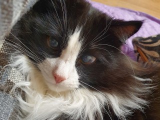 Луховицкий ветеринар рассказал, почему у кошки трясутся глаза