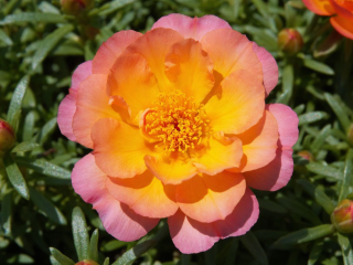 Цветет все лето без забот: портулак, который не боится засухи и дождя