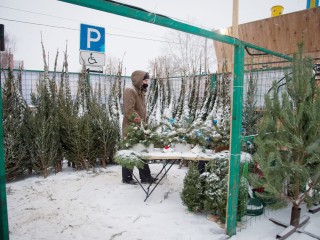 Где в Щелкове можно купить ели, сосны и пихты к Новому году