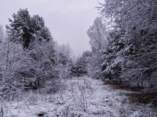 Снег в Рузском округе может выпасть уже 12 декабря