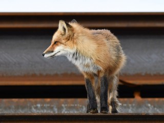 Чуть не стала шубой: житель Красногорска спас от гибели лису со зверофермы