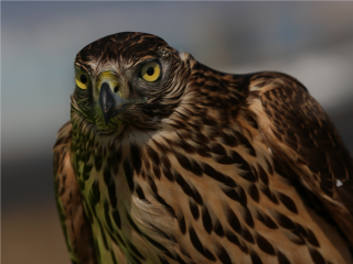 Ястреба-любителя сериалов заметил за окном житель Мытищ