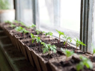 Лучшие сорта огурцов на 2026 год: урожайные, самоопыляемые и для открытого грунта