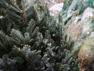 Смолистый аромат рядом: где жителям округа найти живую елку к Новому году