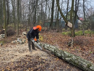Жители попросили — лесничие сделали: как в округе решают проблему опасного леса