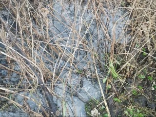 Выведен коллектор для сброса: в Одинцовском округе инспекторы выявили нарушение по жалобе