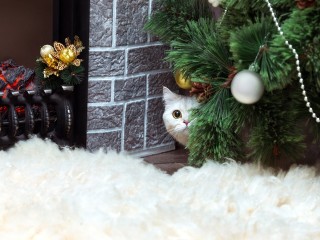 Что делать, если питомец планирует «покушение» на новогоднюю елку