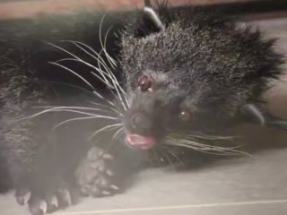 Редкий тропический зверь прошел диспансеризацию в Подмосковье