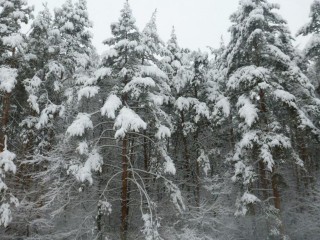 Путешествие в зимнюю сказку можно совершить в парках и ДК Талдома 4 января