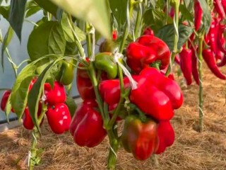 Отечественный сорт перца «Губернатор» будет «рулить» на грядках дачников Подмосковья