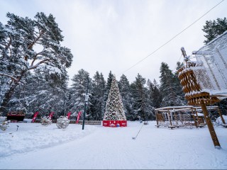 Шапки, варежки и мандаринки: истринцев зовут на последнюю пробежку по «Шишкиному лесу» в этом году