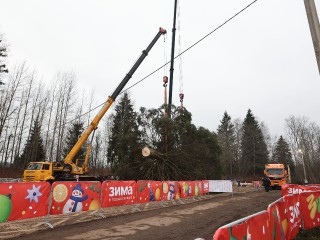 Главную новогоднюю ель страны спилили в Рузе и доставят в Кремль