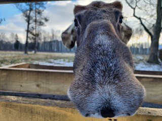 Спасенный в Архангельской области лосенок освоился на биостанции нацпарка в Мытищах