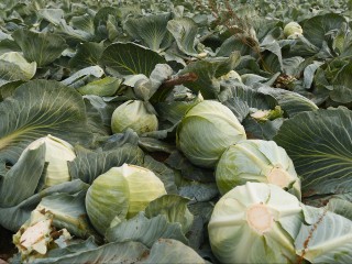 Этот мусор — клад для грядки: зачем агрономы оставляют в огороде на зиму капустные кочерыжки