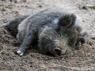 Не приближайтесь к кабанам: в течение месяца животные будут агрессивны и опасны