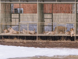 «Кто посмел будить?»: царскую истерику из-за трактора устроили львы в приюте Клина