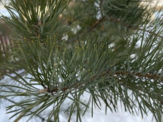 Неужели дождемся: названа дата снежных осадков в столичном регионе