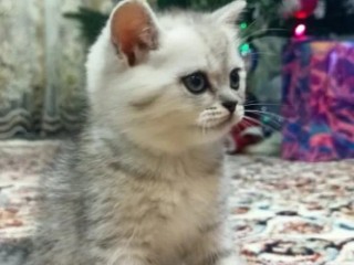 Шесть ласковых девочек и один скромняга: «котята‑шпротики» из Истры ищут дом перед Новым годом