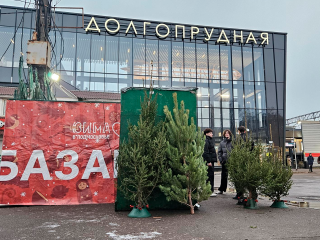 Жители Долгопрудного массово выбирают живые елки к Новому году