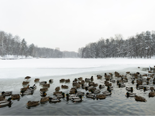 Пруд в Нефедьево очистят в 2026 году: красногорцы выбрали водоем для программы «100 прудов и озер»