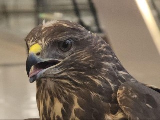 Ястребы на службе аэропорта: как в Домодедово защищают самолеты от птиц