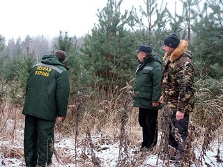 Операция «Елочка»: что происходит в лесах Одинцовского округа перед Новым годом