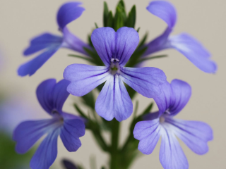 Посадили один раз — цветет до заморозков: однолетник, который выбирают опытные дачники