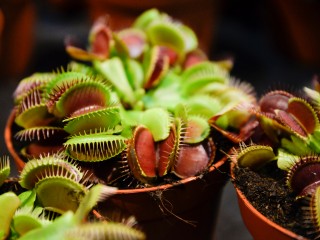 Хищное капризное растение из Северной Америки массово скупают в Наро-Фоминске