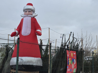 Базары без выходных: где и как выбрать главный символ Нового года в Дзержинском