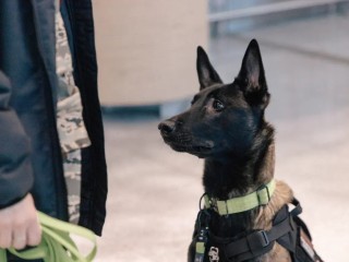 Собаки в аэропорту Домодедова: как четвероногие сотрудники обеспечивают безопасность