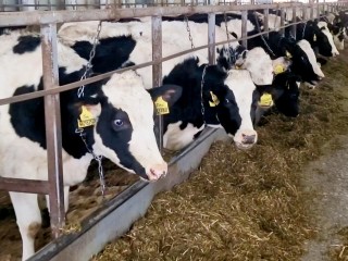 Как из обычной телочки сделать самую продуктивную корову в России, рассказали животноводы Воскресенска